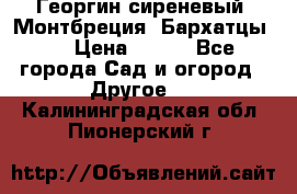 Георгин сиреневый. Монтбреция. Бархатцы.  › Цена ­ 100 - Все города Сад и огород » Другое   . Калининградская обл.,Пионерский г.